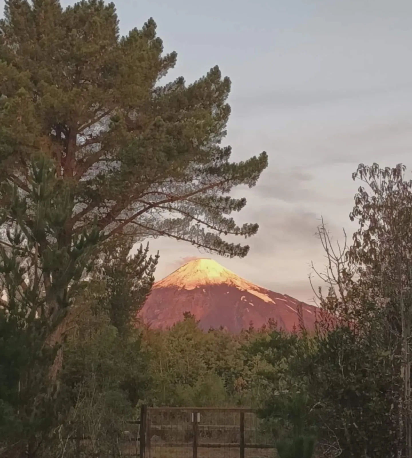 El volcán Villarrica nevado, teñido de rosa al atardecer, visto entre los árboles desde el refugio